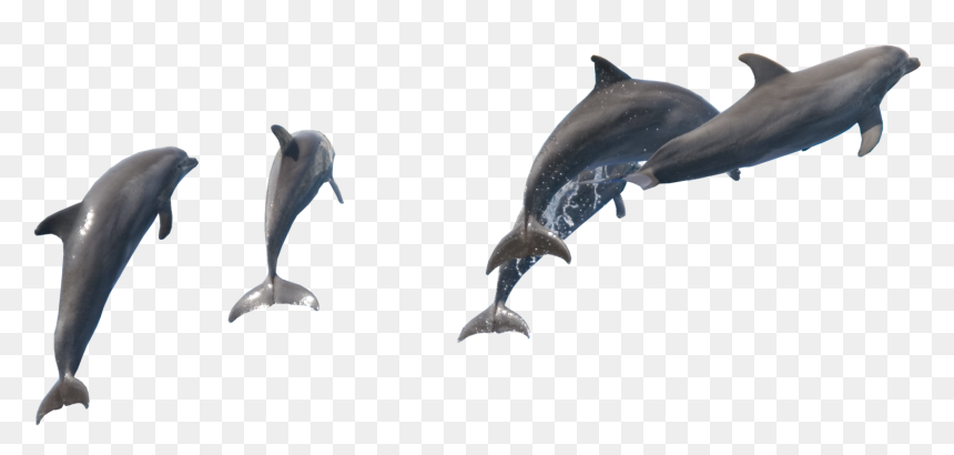 Fish Dolphin Png , Png Download - Fish Water Png Dolphin, Transparent Png - dolphin png