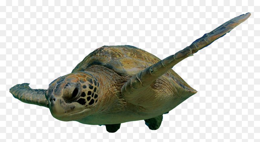Swimming Turtle Png Clipart , Png Download - Turtle Swimming Png, Transparent Png - turtle png