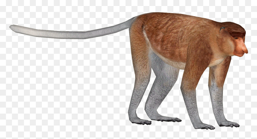 Thumb Image - Proboscis Png, Transparent Png - monkey png