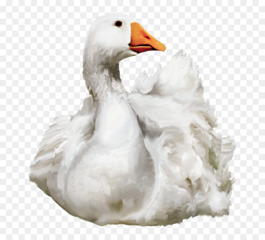 Download Duck Png - Swimming Duck Png, Transparent Png - duck png