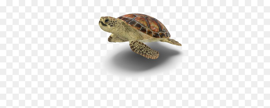 Turtle Png Picture - Transparent Background Transparent Turtle, Png Download - turtle png