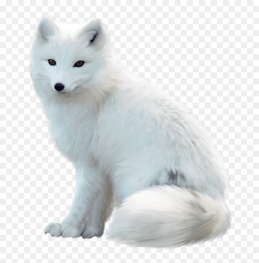 Transparent Arctic Fox Png - Arctic Fox White Background, Png Download - fox png