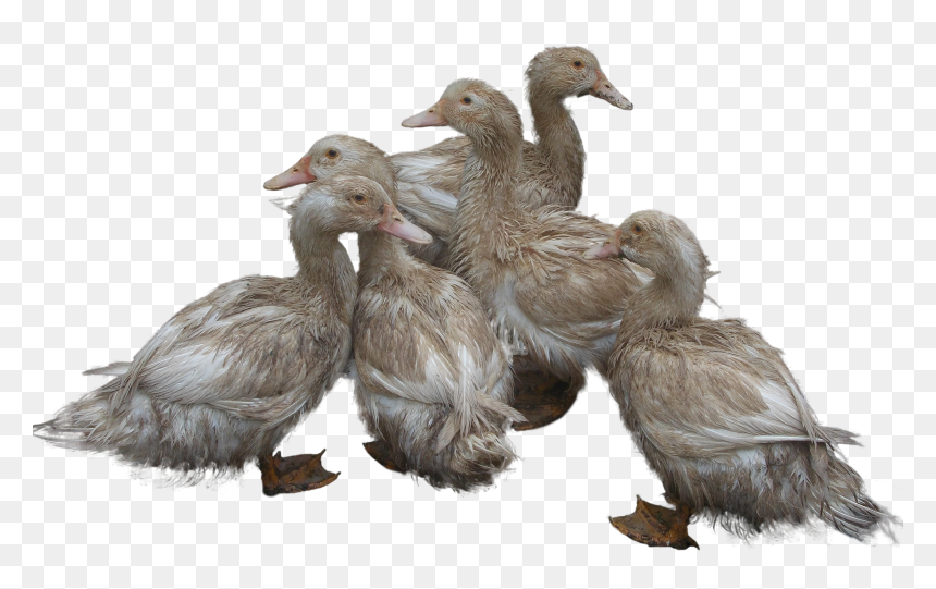 Download This High Resolution Duck Png - Duck And Duckling Png, Transparent Png - duck png