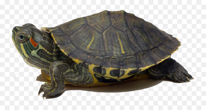 Turtle Png Image Download - Turtle In The Sky, Transparent Png - turtle png