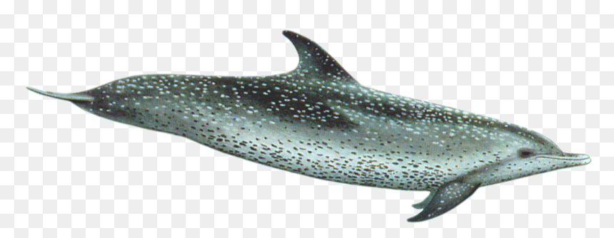 Atlantic Spotted Dolphin - Atlantic Spotted Dolphin Png, Transparent Png - dolphin png
