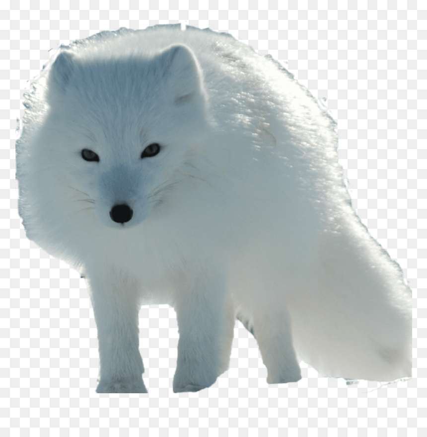 Песец На Белом Фоне, HD Png Download - fox png