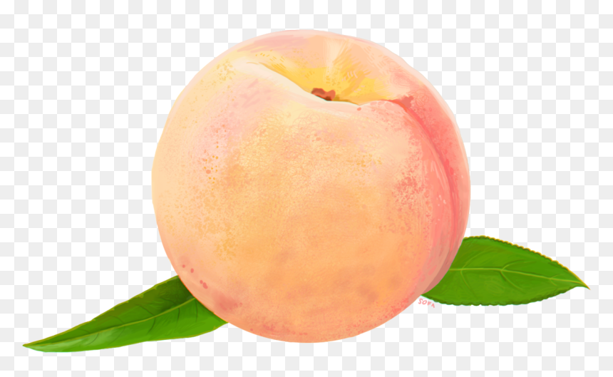 Peach Png , Png Download - Watercolor Peach Transparent Background, Png Download - peach png