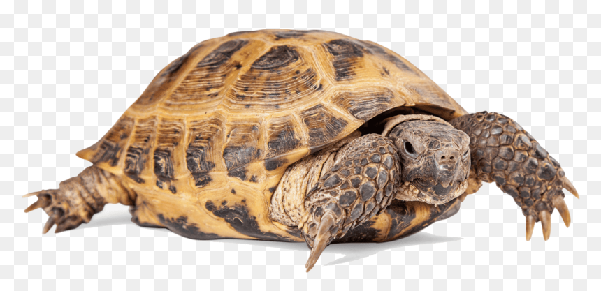 Russian Tortoise For The Month Of November, Just $69 - Russian Tortoise Png, Transparent Png - turtle png