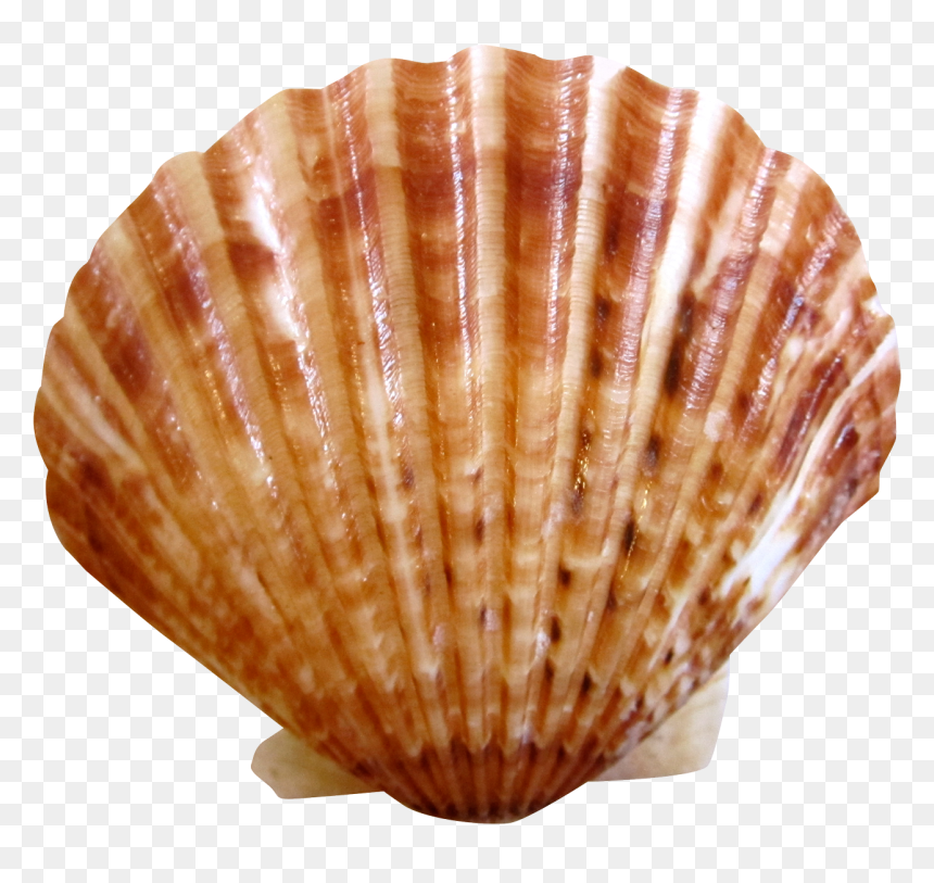 Sea Ocean Shell - Sea Shell Png, Transparent Png - ocean png