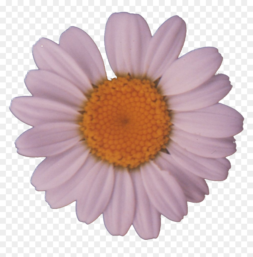 File - Daisy - Daisy Png, Transparent Png - daisy png