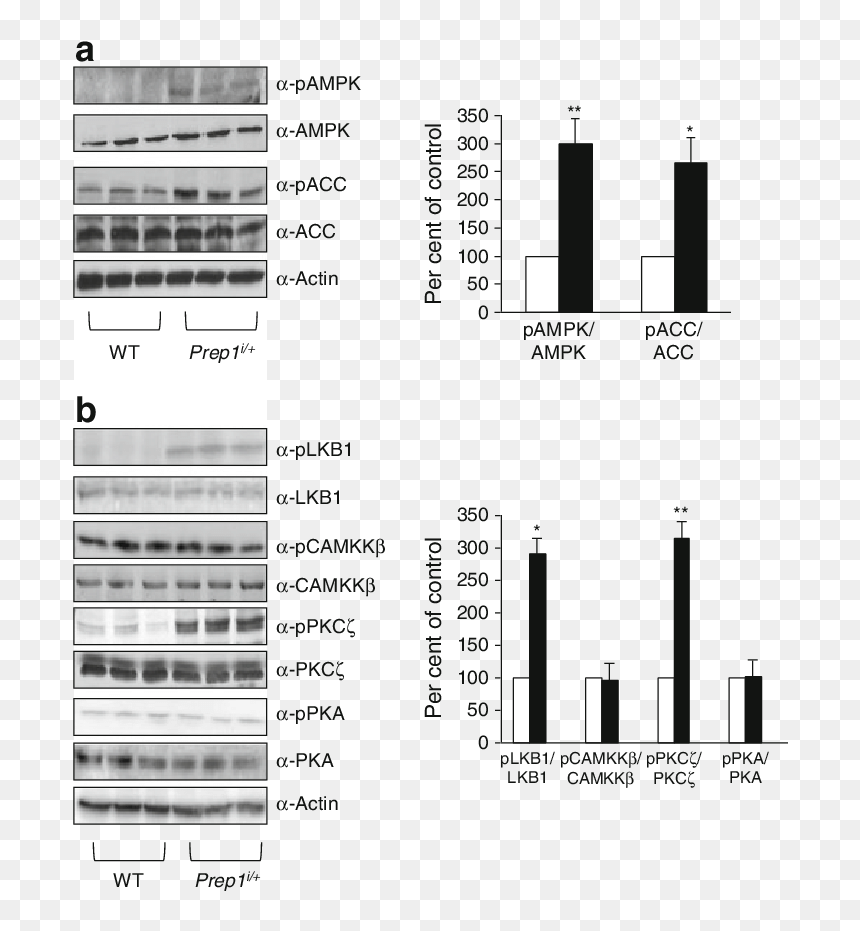 Liver Tissue From Prep1 I/ And Control - Architecture, HD Png Download - black bars png