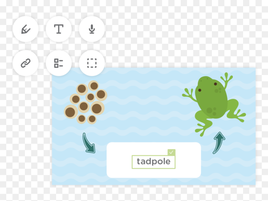 Home02 - Cartoon Life Cycle Of A Frog, HD Png Download - png pictures