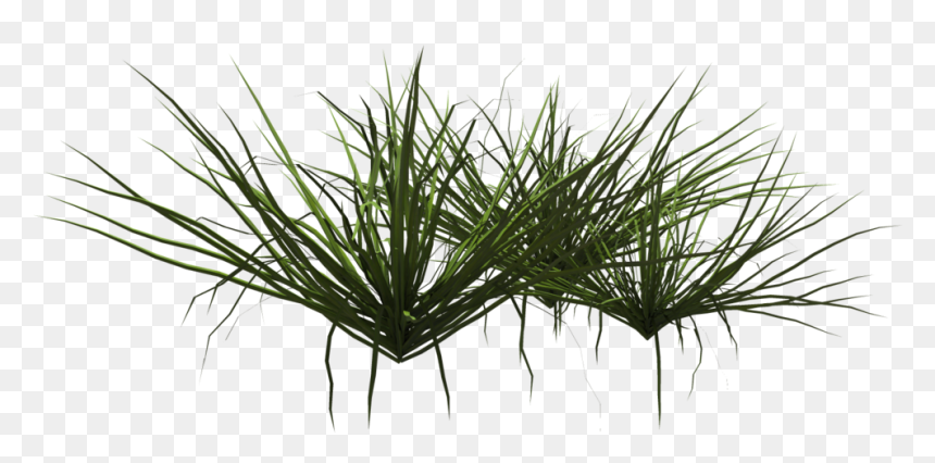 Grass Shrub Png, Transparent Png - shrub png