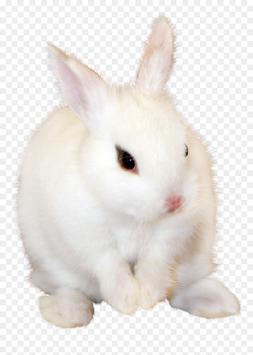 White Bunny Png, Transparent Png - bunny png