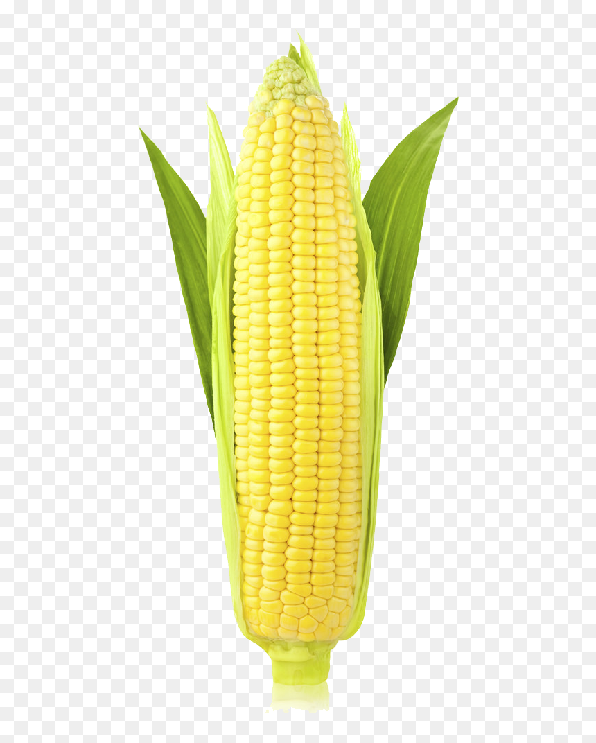 Corn Png Image - Corn On The Cob Vertical, Transparent Png - corn png