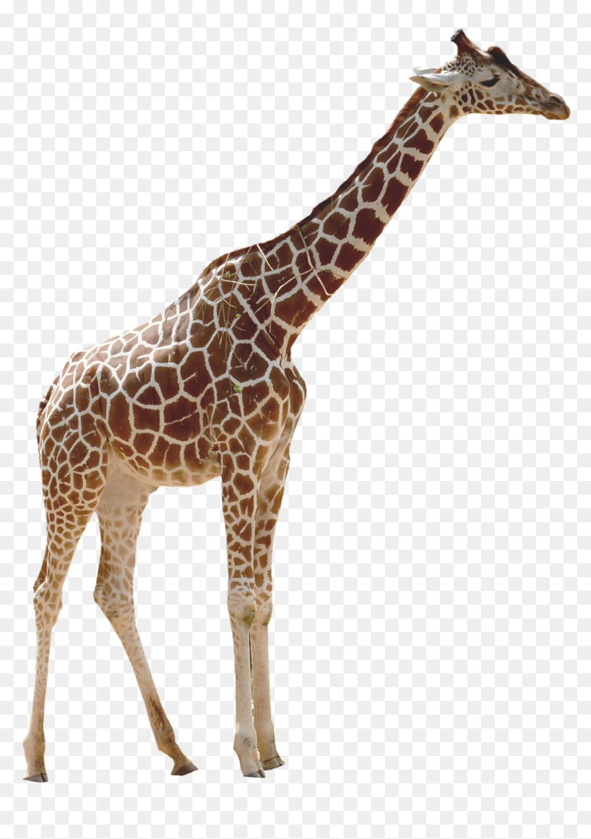 Giraffe - Attica Zoological Park, HD Png Download - giraffe png