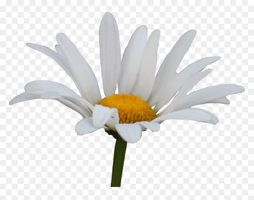 Shasta Daisy Png By Thy - Transparent Background Transparent Daisy, Png Download - daisy png