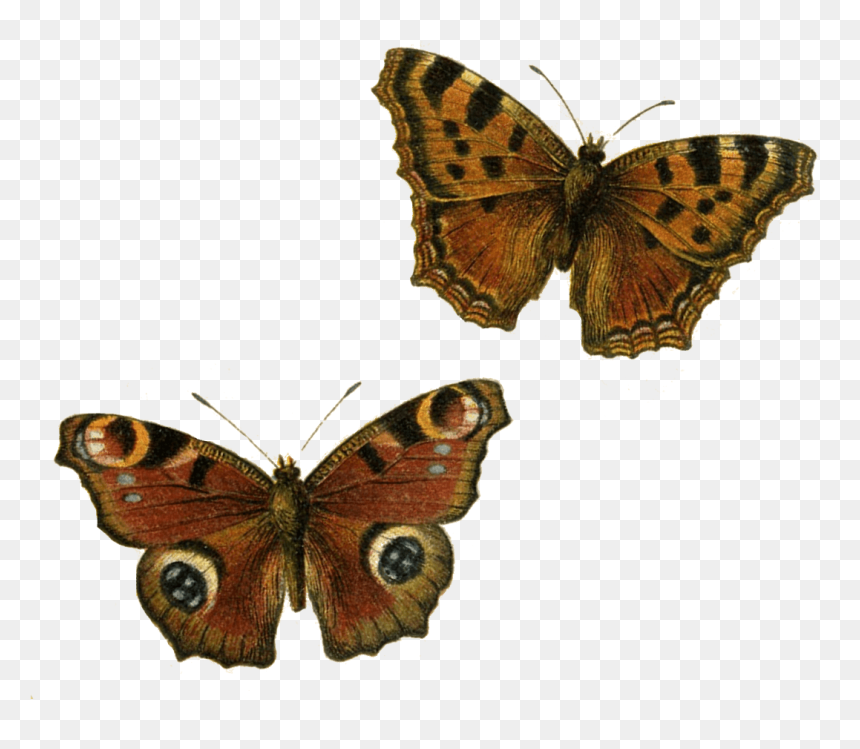 Brown Butterflies Clip Arts - Brown Butterfly Png, Transparent Png - butterflies png