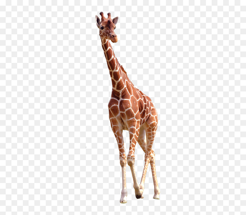 Giraffe Png Image Free Download Searchpng - Lahore Zoo, Transparent Png - giraffe png