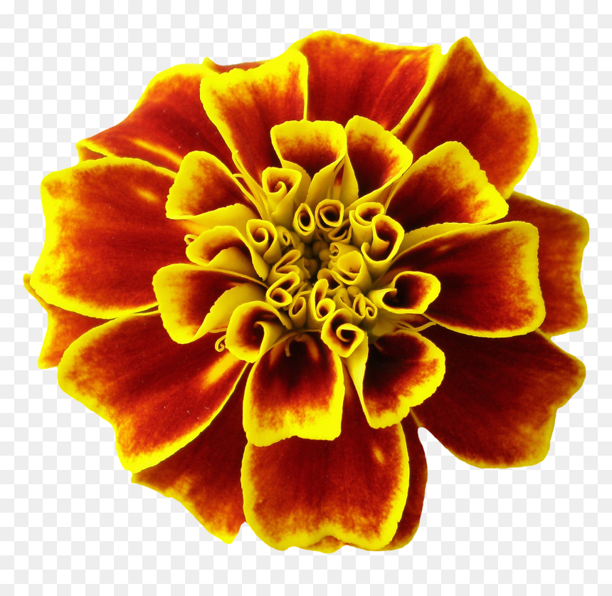 Marigolds Transparent Background, HD Png Download - summer png
