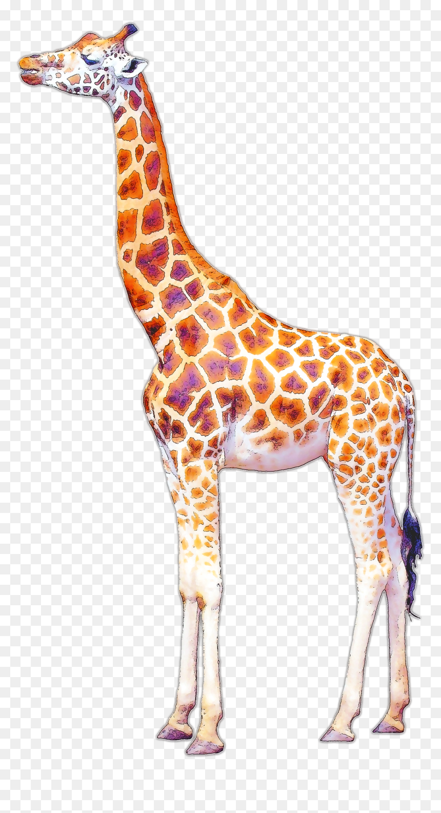 Giraffe Drawing Art - Tsing Ma Bridge, HD Png Download - giraffe png