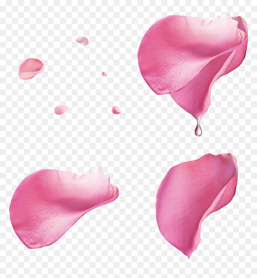 Pink Rose Petal Floating Material - Pink Rose Petals Png, Transparent Png - rose petals png