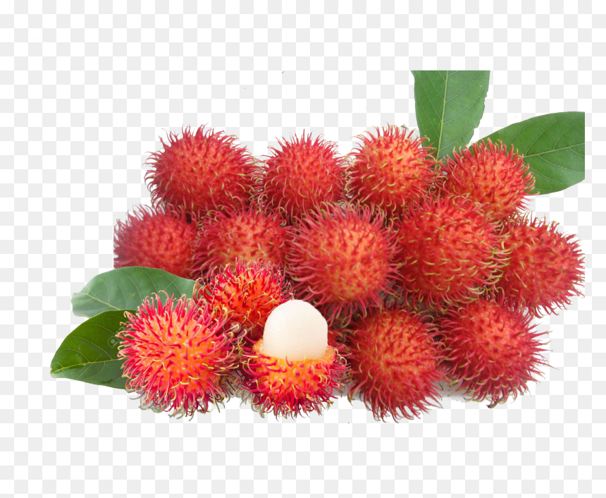 Rambutan Fruit Price In India Clipart , Png Download - Clipart Image Of Rambutan, Transparent Png - fruit png