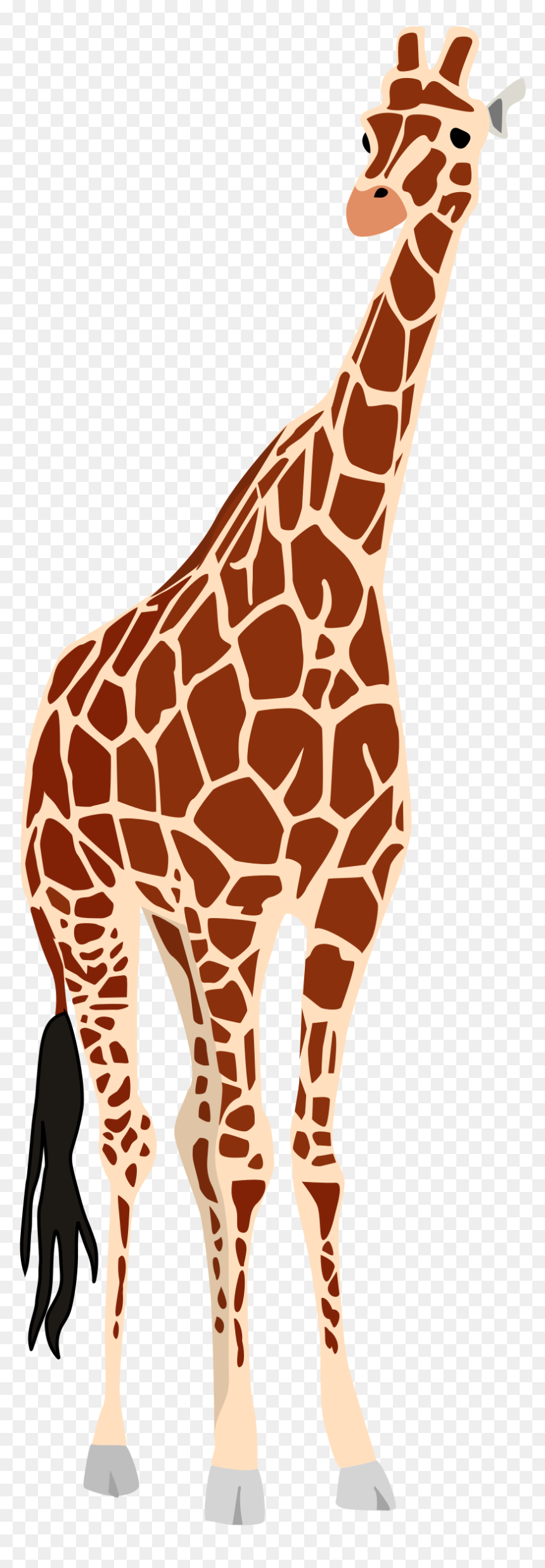 Leg Clipart Giraffe - Giraffe Vector, HD Png Download - giraffe png
