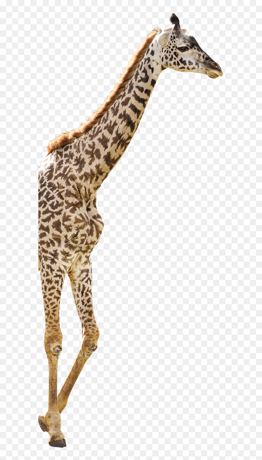 - Giraffe , Png Download - Giraffe Png Transparent, Png Download - giraffe png