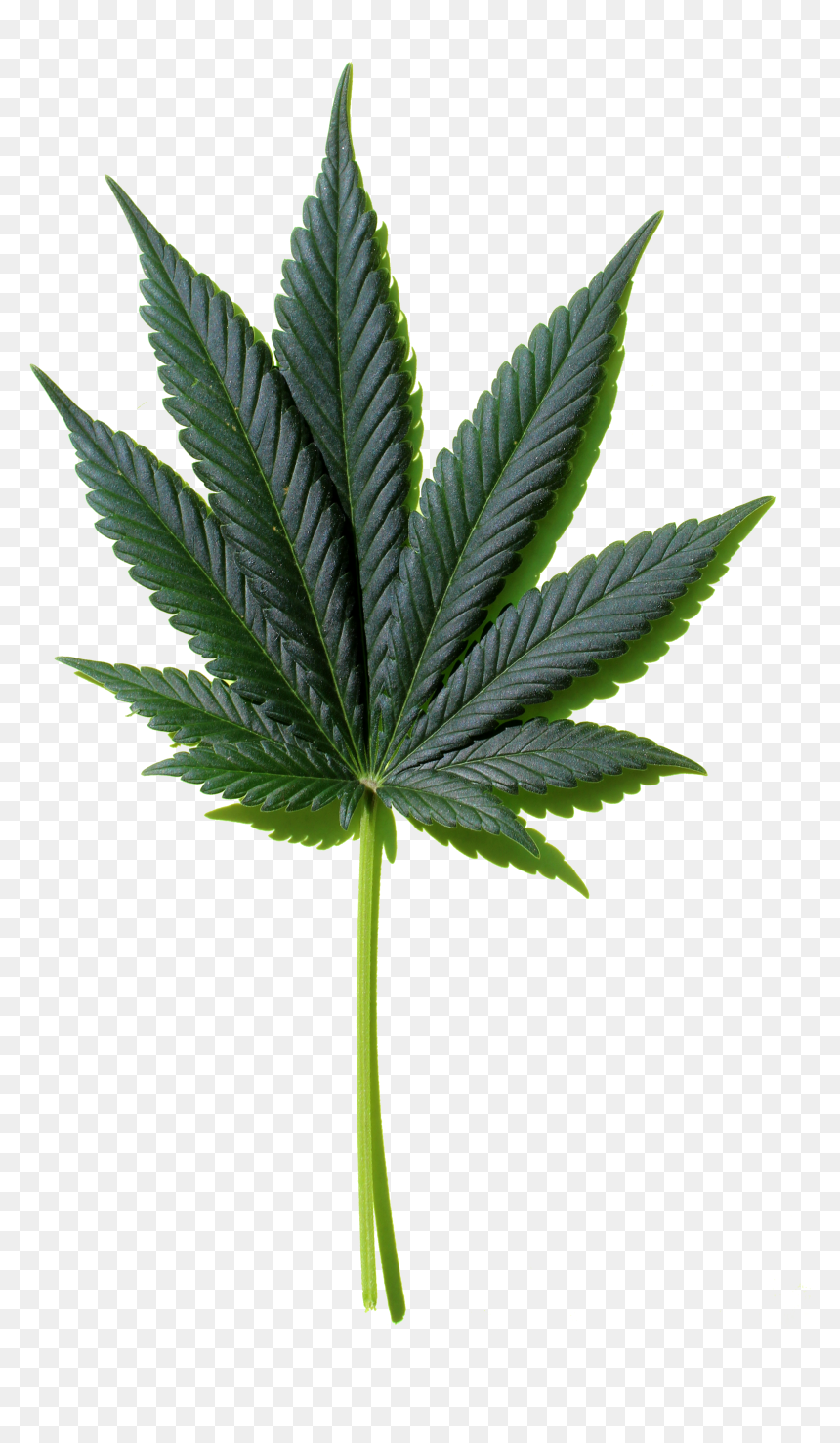 Weed Leaf Png - Houseplant, Transparent Png - weed leaf png