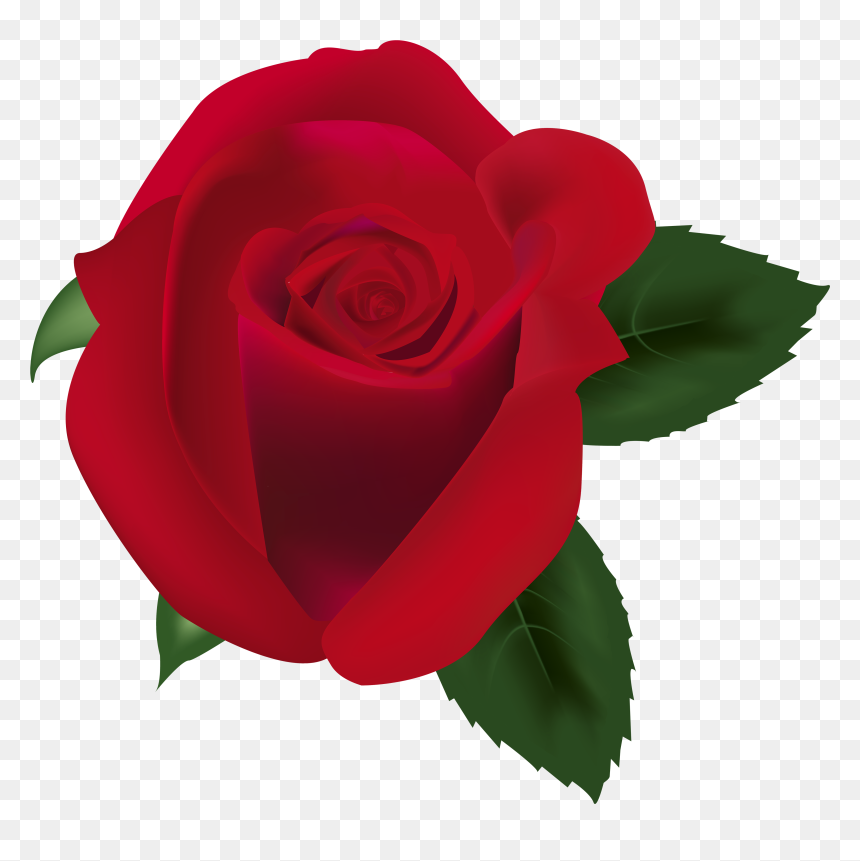 Red Rose Png Clipart Image - Portable Network Graphics, Transparent Png - red rose png