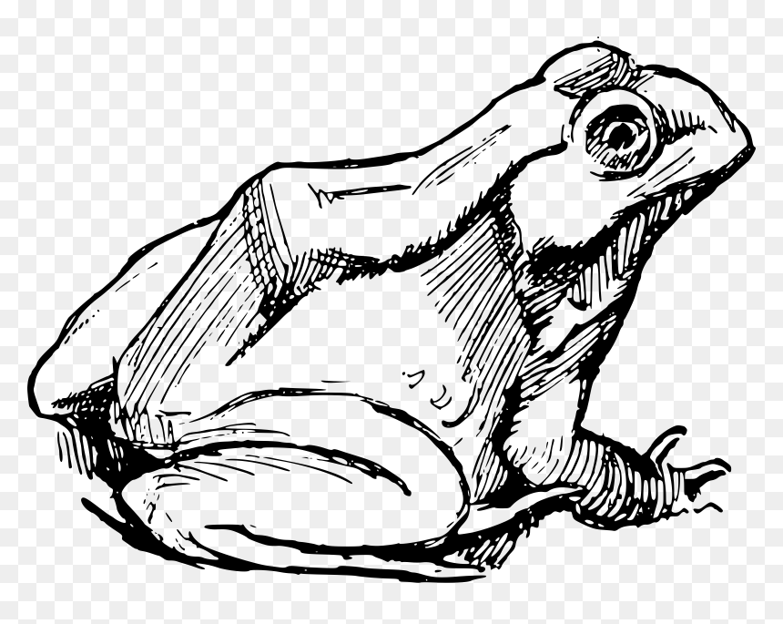 Simple Frog Clip Arts - Frog Drawing Png, Transparent Png - frog png