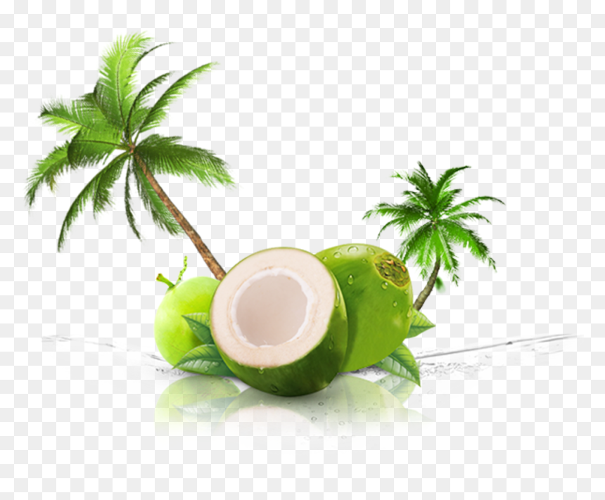 Coconut Png, Transparent Png - coconut png