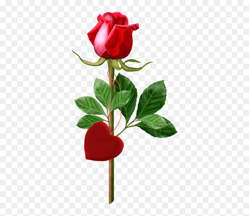 Valentine Red Rose Png Pictures And Clipart - Beautiful Single Red Roses, Transparent Png - red rose png