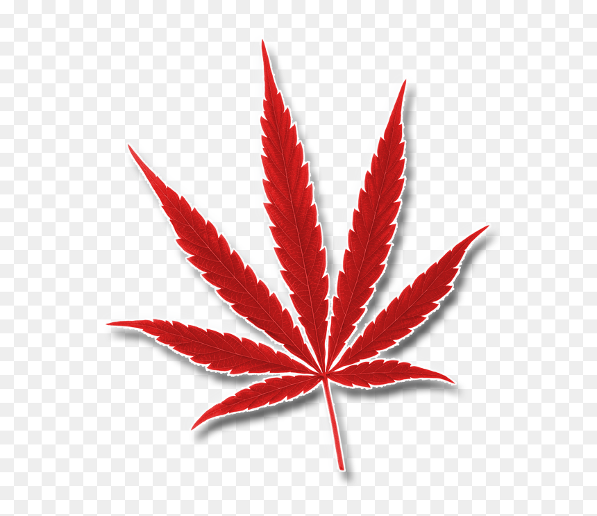 O"cannabiz Top Marijuana Trade Show Awards And Expo - Ocannabiz Logo, HD Png Download - weed leaf png