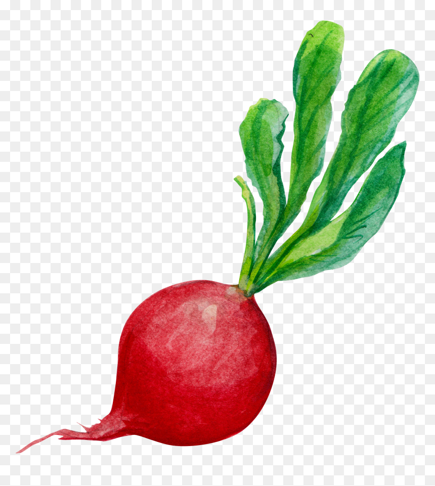 Carrots Png Watercolor - Transparent Radish Clipart, Png Download - carrot png