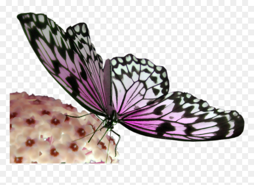 Pink And Black Butterfly Transparent Png Image - Efecto Mariposa Teoria Del Caos, Png Download - butterflies png