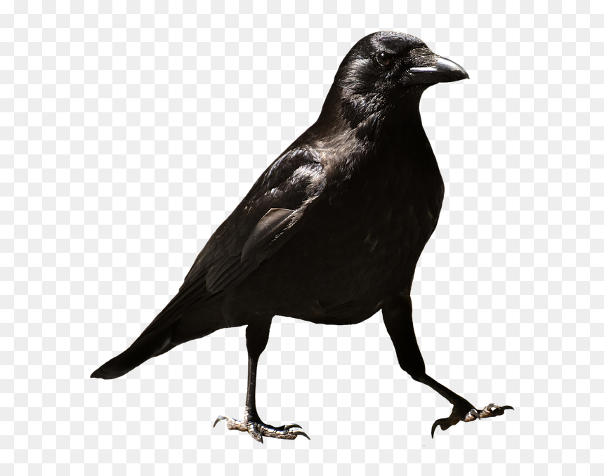 Download Common Raven Png Hd - Transparent Raven Png, Png Download - raven png