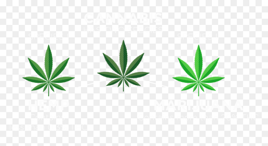 Cannabis Species-01b White - Illustration, HD Png Download - marijuana leaf png
