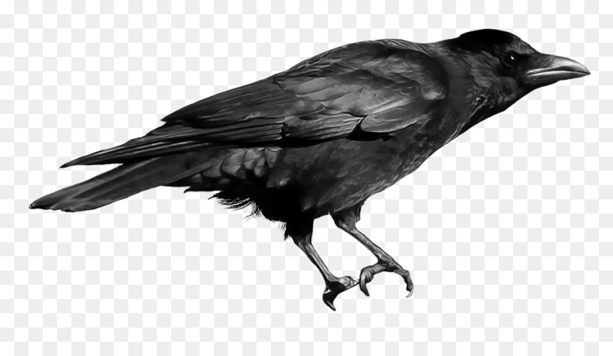Raven Png - Crow Png, Transparent Png - raven png