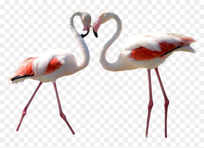 Real Flamingo Transparent Background - Flamingo Resmi Gerçek, HD Png Download - flamingo png