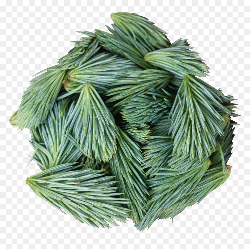 Pine Leaves Png Transparent Image - Portable Network Graphics, Png Download - weed leaf png