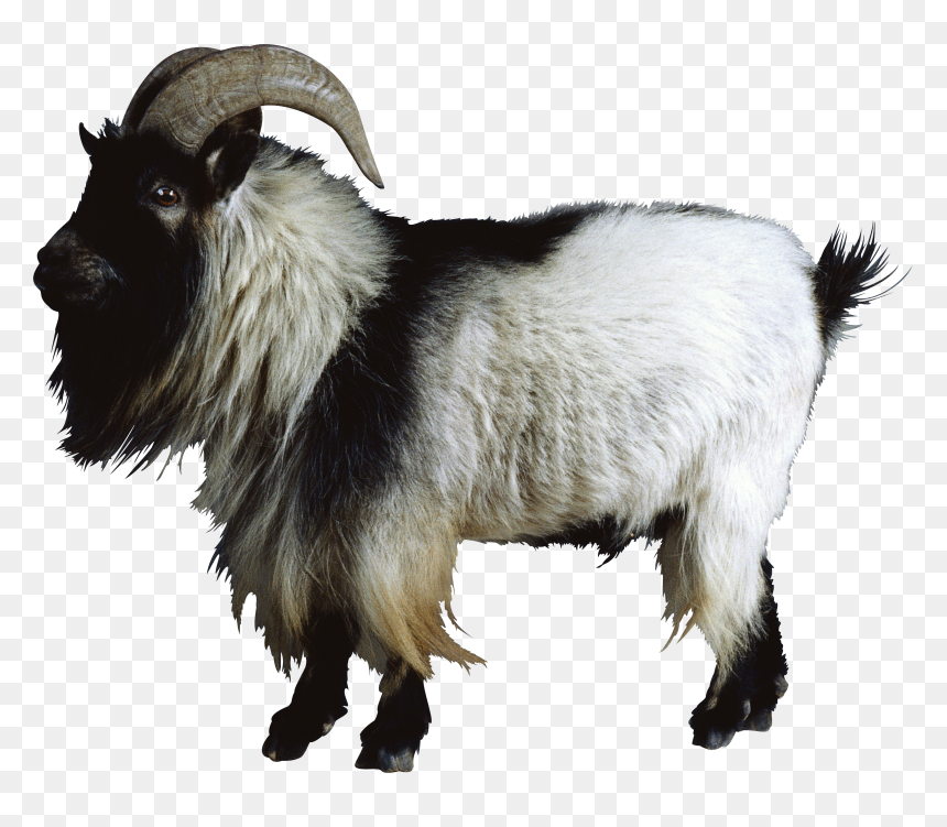 Goat Png - Transparent Background Goats Png, Png Download - goat png