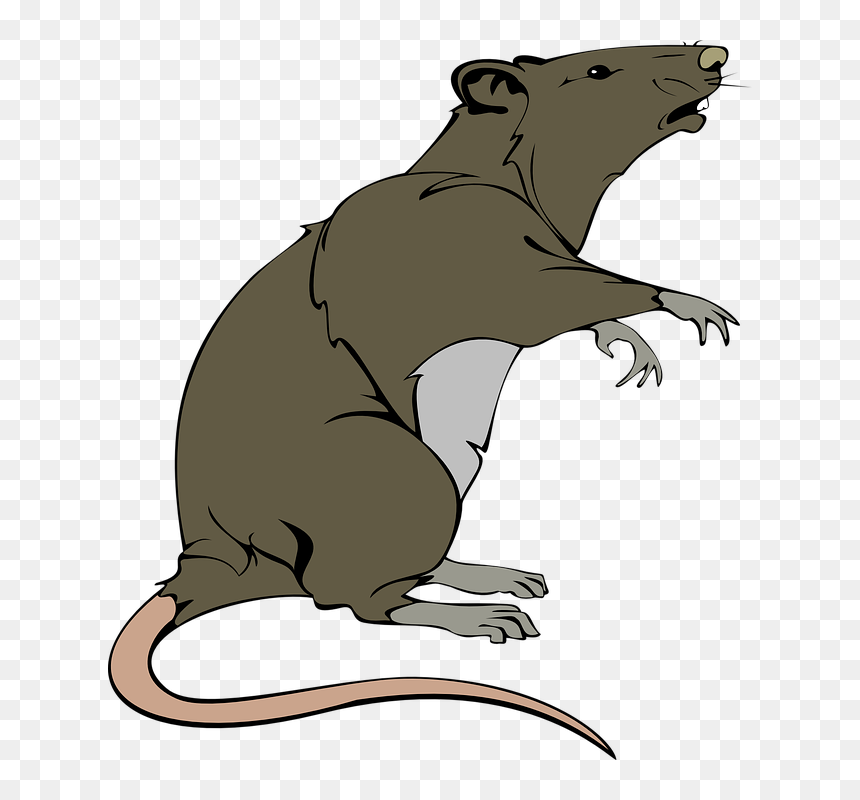 Thumb Image - Rat Clip Art, HD Png Download - rat png