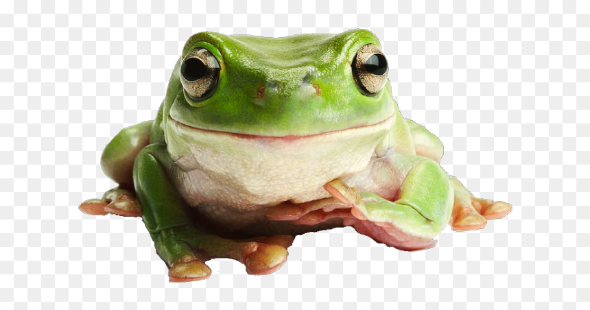 Image - Frog Png, Transparent Png - tumblr pngs