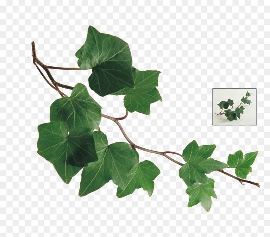 Common Ivy Leaf Plant Vine - Ivy Leaves, HD Png Download - ivy png