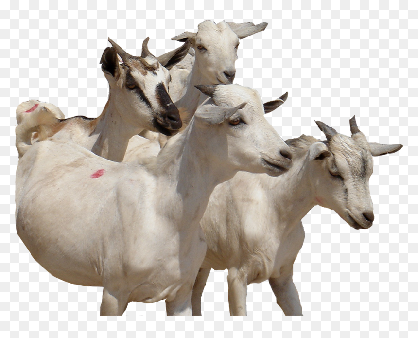 300 Swiss Francs E - Goat, HD Png Download - goat png