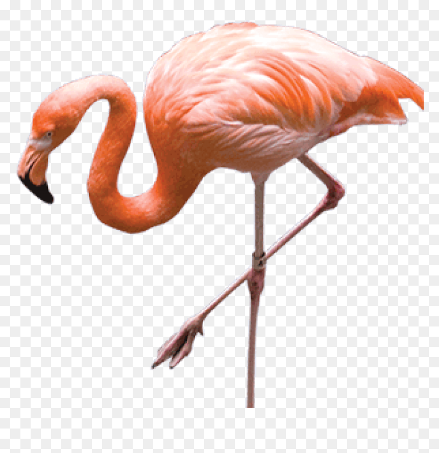 Free Png Download Flamingo Png Images Background Png - Flamingo Photo Transparent Background, Png Download - flamingo png