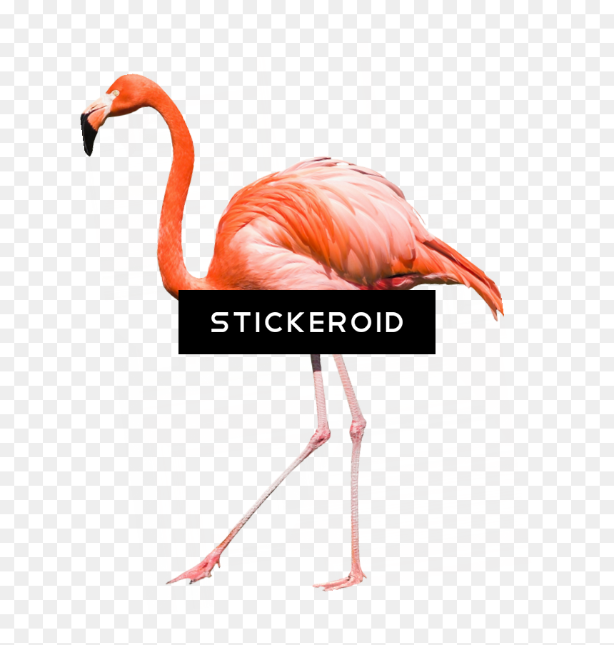 Greater Flamingo , Png Download - Greater Flamingo, Transparent Png - flamingo png