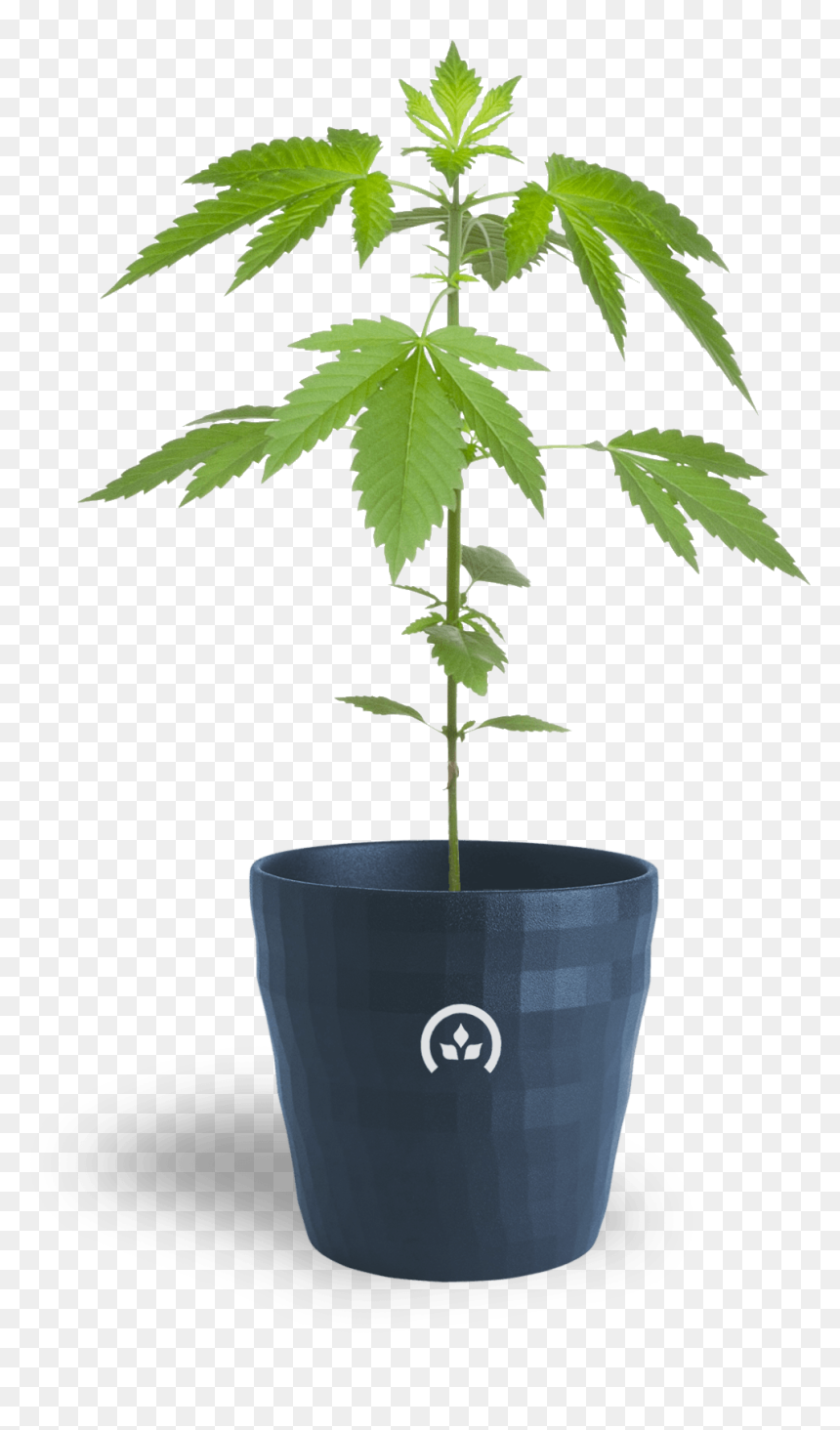 Conception Nurseries Cannabis Clones - Marijuana Topping, HD Png Download - weed leaf png